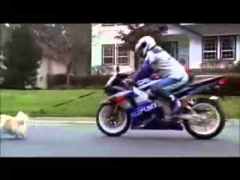 Suzuki Werbung "Hund"