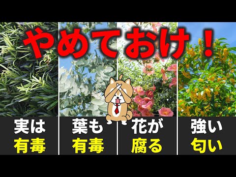 開花生垣用のマグノリア 2023