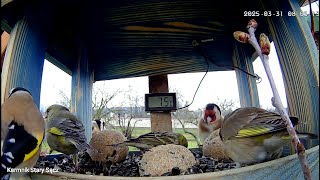 Karmnik Stołówka  Stary Sącz Starosądeckie Ptaki, kolej, pociąg na żywo bird live