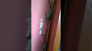 Si escuchas ruidos detrás del armario esta es la razón 🤔🦎 #Shorts