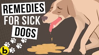 Doggie Diarrhea - How To EFFECTIVELY Treat It