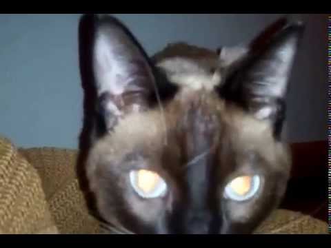 Samantha listens to Cosmos Air by David Teie