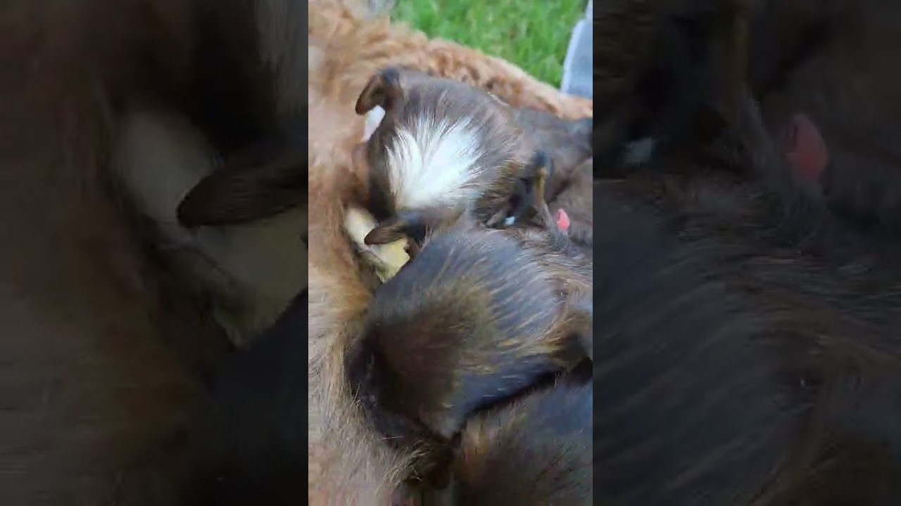 Vidéo externe