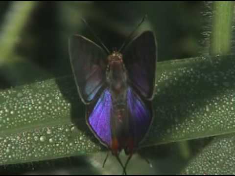 Long-banded Silverline (Spindasis lohita)