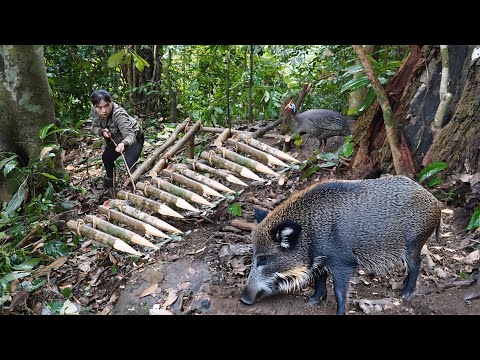 Tracking Wild Boar Footprints and How to Set Effective Traps in the Wild, survival alone
