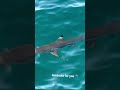 Australia For Ya Reefshark Australia Greatbarrierreef