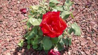 Barbara - Les insomnies