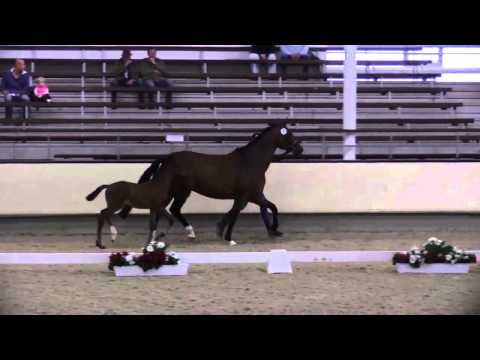 Stute von Dante Weltino Vitalis Stuten  und Fohlenschau Muenster Handorf 2015  14 07 2015  Warmblutf