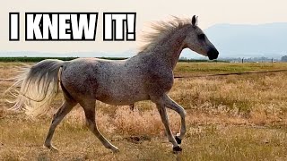 ARABIAN royalty! ~ $600 Auction horse 😱