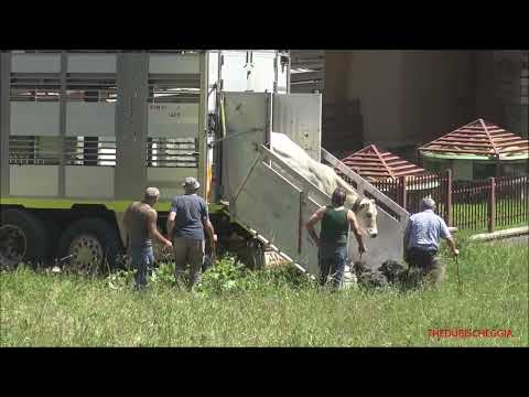 ARRIVA LA MANDRIA TRASPORTATA SUI CAMION A LIMONETTO (CN) IN VALLE VERMENAGNA GIOV. 16 - 6 - 2022.