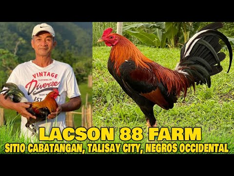 TALISAY !! Big Farm in The Philippines Lacson88 Farm
