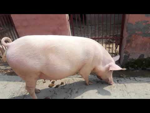 Largewhite yorkshire pig