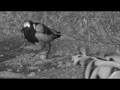 Djuma: Blacksmith Lapwing lays an egg - 21:45 - 01/30/2020