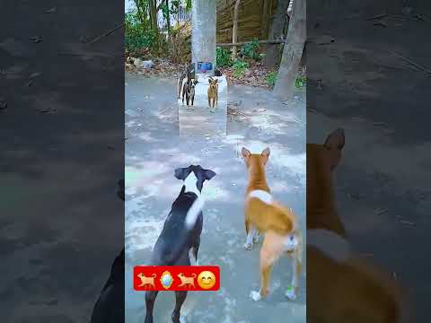 Dog's mirror prank # #mirrorprank #doglover #shorts #funny #animals