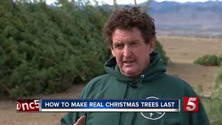 How To Make Real Christmas Trees Last