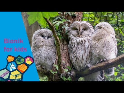 Waltraud, der Waldkauz - Bionik for kids