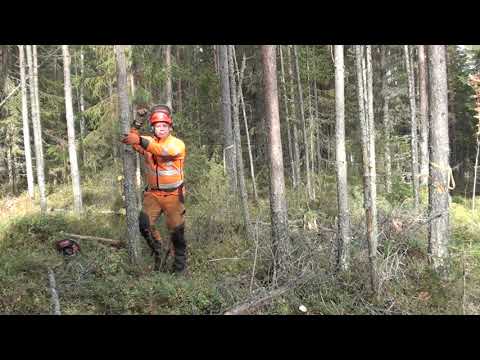 Metsolan Metsäkoulu 30, Ensiharvennuksen hakkuutekniikka, kantopolitiikkaa yms.