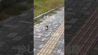 パンダカラーの鳩　珍しい　#パンダ  #鳩　＃パンダカラー