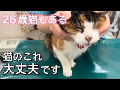 猫の爪の問題