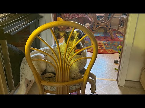 Noah Daniel and Job Bible Study On Persecution 