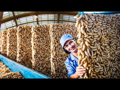 Du wirst nicht glauben, wie Seidenraupen hergestellt werden und was daraus gemacht wird.