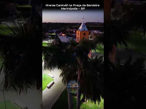 MARINÓPOLIS SP, PROJETO VISÃO AÉREA - ARARAS CANINDÉ NA PRAÇA DA BANDEIRA.