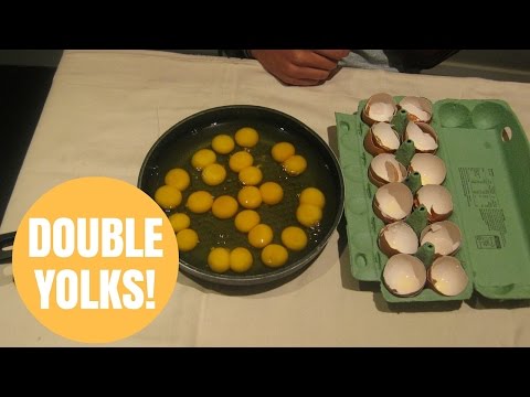 download lagu mp3 mp4 Double Yolk, download lagu Double Yolk gratis, unduh video klip Double Yolk