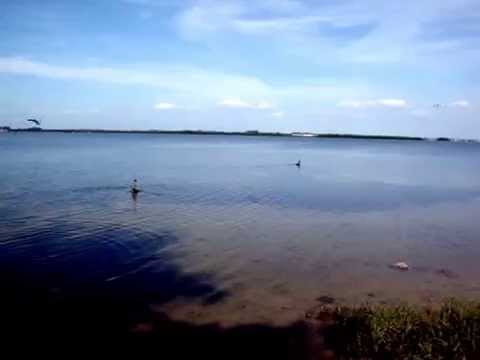 Pelican Release Video