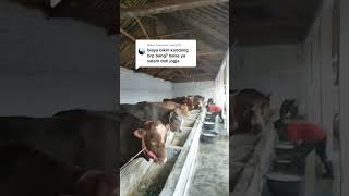 Download lagu capital to build a cow shed for beginners mp3