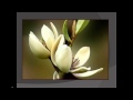ANA MALAZONIA -- chemo magnolia 