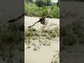 Eagle hunting bird of prey on the ground