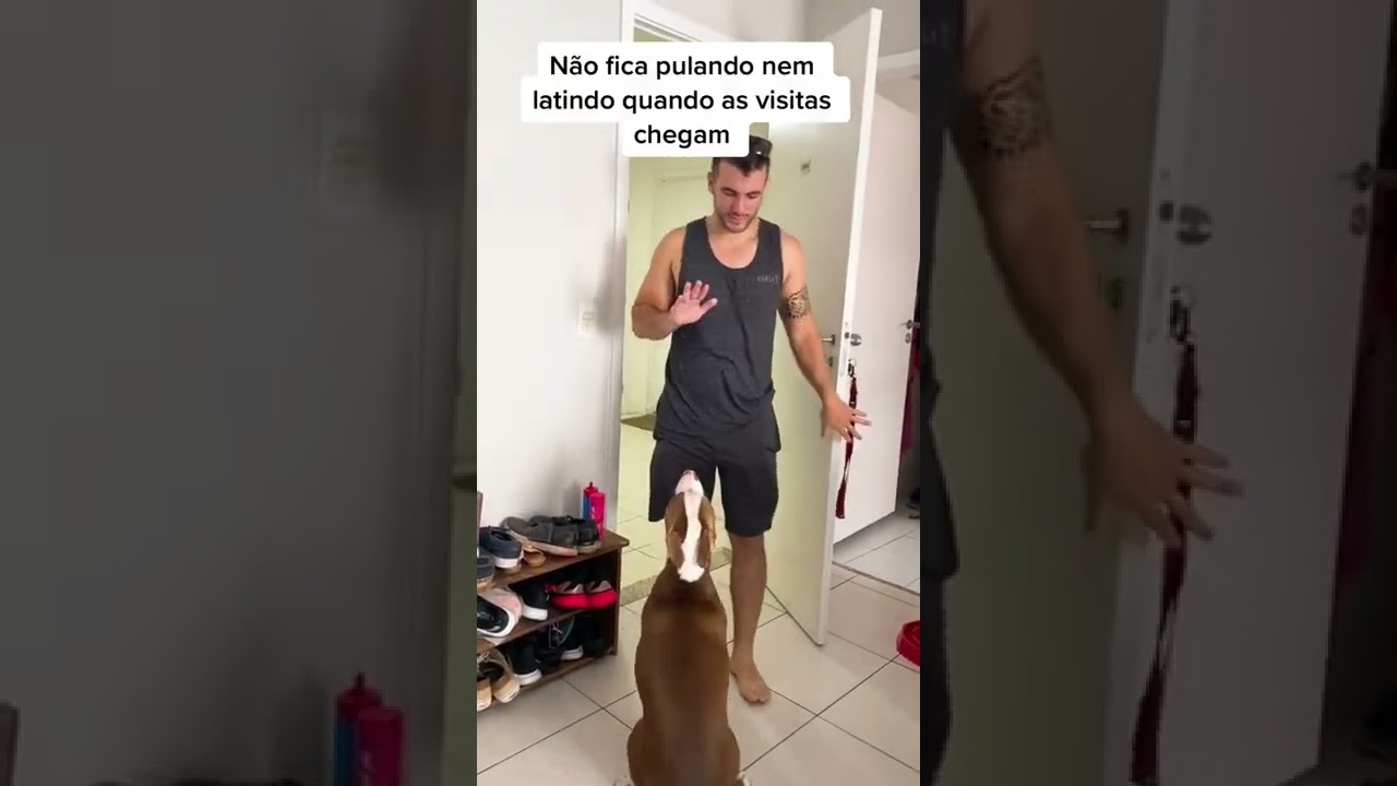 Watch Now COMO TER UM CÃO ADESTRADO DE UMA VEZ POR TODAS #shorts COMO TER UM CÃO ADESTRADO DE UMA VEZ POR TODAS #shorts