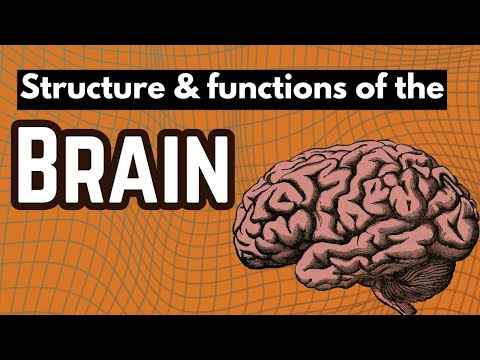 Structure & functions of the Brain - Cerebrum, Cerebellum & Medulla oblongata..