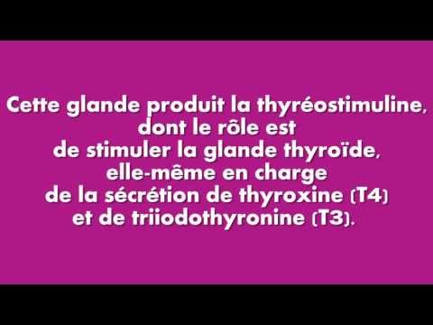 comment augmenter la thyroide