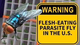 Flesh-eating parasite detected in South Texas, only the 3rd US case of screwworm in decades