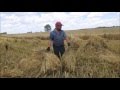 How To Make a Grain Shock For Threshing