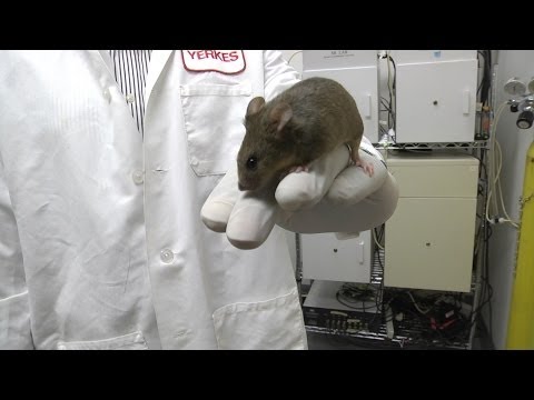 Mice Can Inherit Learned Sensitivity to Smell