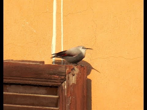 Treparriscos ( Trichodroma muraria ) Wallcreeper