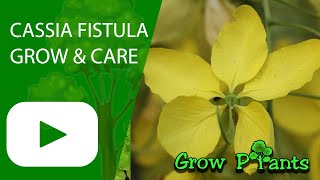 Cassia fistula – grow & care (Golden shower tree)