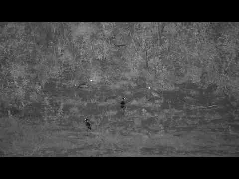 Djuma: Have the Birds spotted a Snake moving about? - 21:54 - 11/23/20