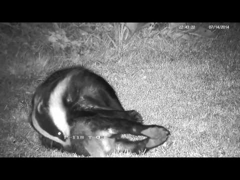 Sleepy hot panting resting badger !