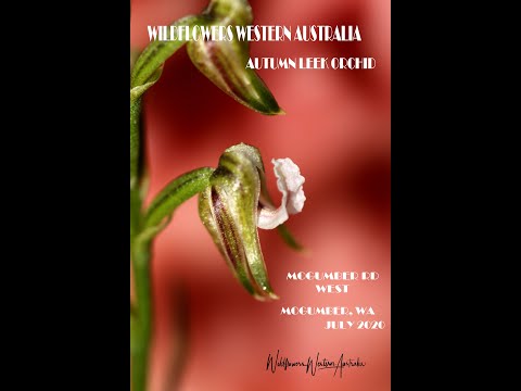 , title : 'WILDFLOWERS WESTERN AUSTRALIA -Autumn Leek Orchid July 2020  Mogumber WA-Joanne Sharpe'
