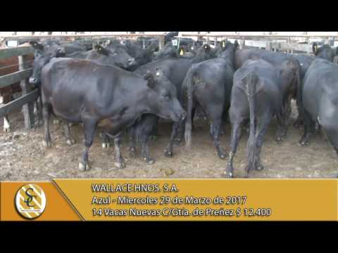29-03-17 Venta de Vientres - Wallace Hnos. S.A. - Azul.
