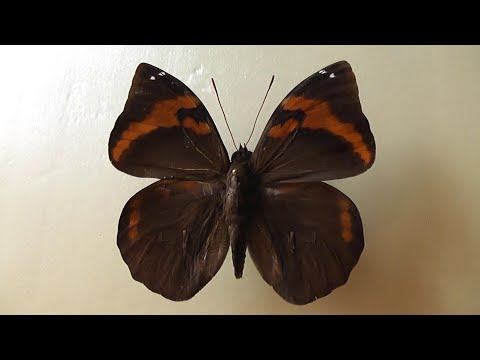 ИЗ МИРА: 141. Opsiphanes cassina