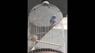 Download lagu pancingan suara Lovebird bio violet ngekek mp3