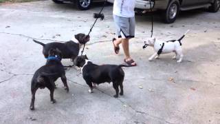 Tug of war with giant pitbull