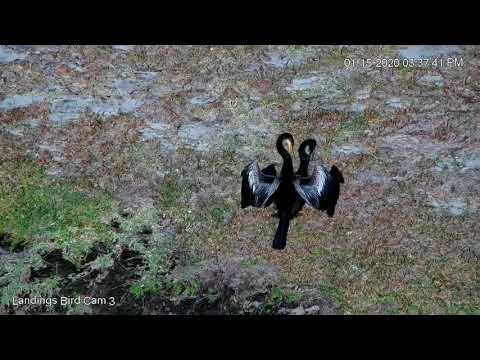 Anhinga Dries Off In Sunny Savannah, Georgia – Jan 15, 2020