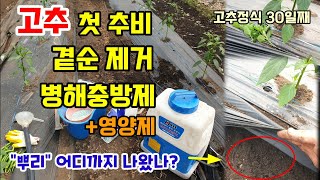 고추 첫추비웃거름 곁순제거시기방법 병해충방제와 영양제 고추뿌리는 어디까지 나왔을까요? 고추키우기