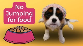 Learn How to Stop a Dog Jumping up for Food | Positive Puppy Training Tips and Videos