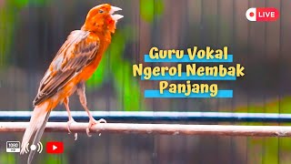 Download lagu Suara Kenari Gacor Panjang! Sangat Cocok Buat Memancing Kenari PAUD dan Dewasa Biar Bisa Gacor Lagi mp3 Download lagu Suara Kenari Gacor Panjang! Sangat Cocok Buat Memancing Kenari PAUD dan Dewasa Biar Bisa Gacor Lagi mp3